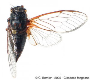 C-fangoana