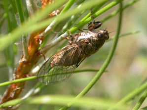 Cicadetta_fangoana