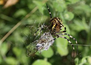 Cicada orni mang par Argiope bruennichi