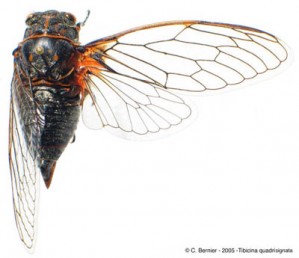 T-quadrisignata