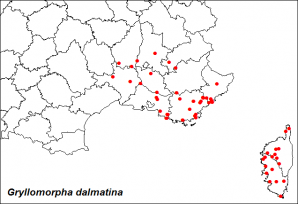 Gryllomorpha dalmatina