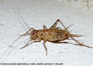 Gryllomorpha dalmatina