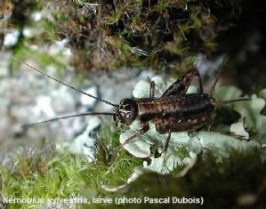 Nemobius sylvestris larve