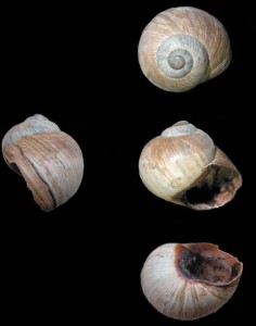 Helix melinastoma