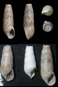 Rumina decollata