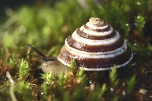 Trochoidea elegans