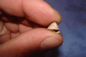 Trochoidea elegans en main