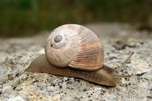 Helix melinastoma