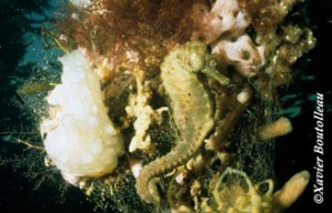H.guttulatusMaleXB