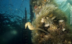H.guttulatusMale