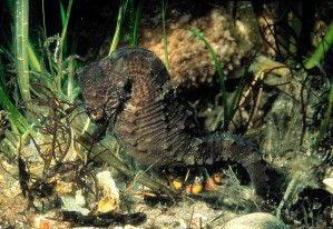 H.hippocampusMale