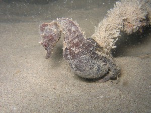 hippocampe Xavier Boutolleau