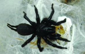 MygalePrades