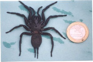 macrothele calpeiana_51