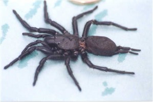 macrothele calpeiana_52