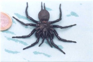 macrothele calpeiana_53