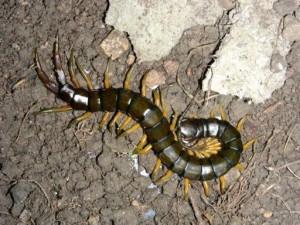 //Scolopendra cingulata//