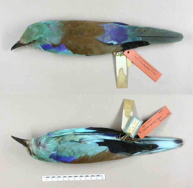Coracias garrulus loquax