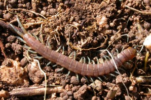 Scolopendra oraniensis