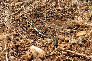 Scolopendra cingulata