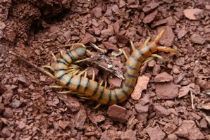 scolopendra cingulata